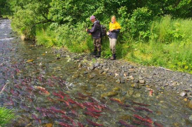 surveying-salmon-streams_23431786619_o